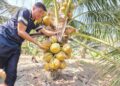 ABD. Rahim Jazuli menunjukkan pokok kelapa yang sudah berbuah di ladang Program Bantuan Tanaman Semula Kelapa di Bagan Datuk.