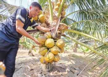 ABD. Rahim Jazuli menunjukkan pokok kelapa yang sudah berbuah di ladang Program Bantuan Tanaman Semula Kelapa di Bagan Datuk.