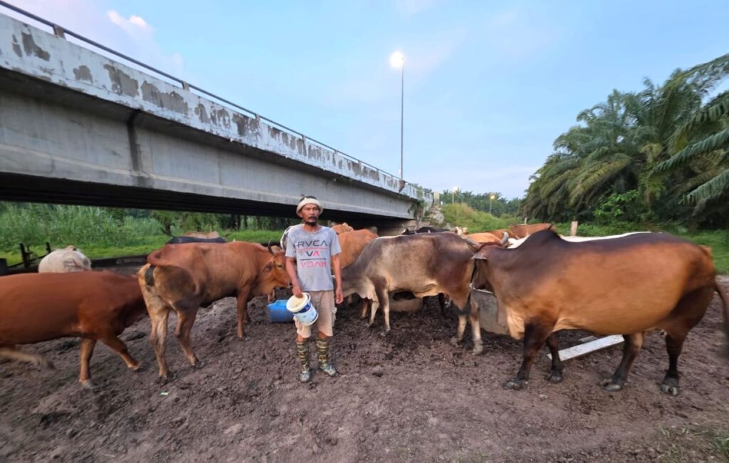 Sebab sayang, tak jual lembu ‘sado’ walau ditawar RM15,000