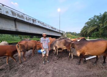 JALALUDDIN Abu Bakar menjaga lembu sado yang diternaknya di Kampung Chikus, Pasir Salak. – UTUSAN/AIN SAFRE BIDIN