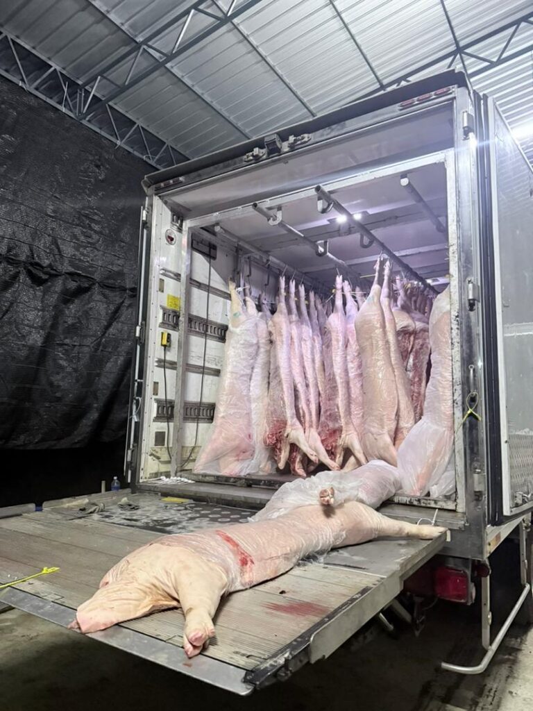 Polis marin rampas tujuh tan karkas babi seludup