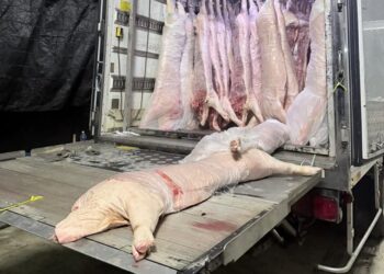 SEBAHAGIAN daripada karkas daging babi seberat tujuh tan yang dirampas dalam serbuan di sebuah jeti haram di Sungai Merbok, Sungai Petani, Kedah semalam.-GAMBAR/PPM WILAYAH SATU