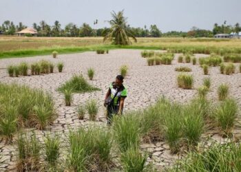 KEADAAN panas dan musim kemarau berpanjangan menyebabkan sawah merekah yang memerlukan kaedah tanaman padi dilakukan secara tabur terus kering di Kawasan MADA di Kedah. - UTUSAN/ SHAHIR NOORDIN