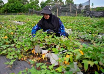 SEORANG peserta memeriksa tanaman ubi keledek yang ditanam secara fertigasi sebelum boleh dituai 
di Kampung Serating, Marang, Terengganu. – UTUSAN/PUQTRA HAIRRY