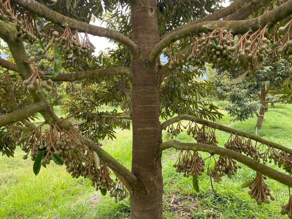 Cuaca panas jejas eksport  RM1 bilion durian ke China