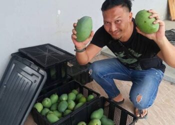 AZMIZI Azmi menunjukkan buah mempelam harumanis yang diusahakan bersama rakan di kebunnya di Sungai Batu Pahat, Kangar, Perlis. -UTUSAN
