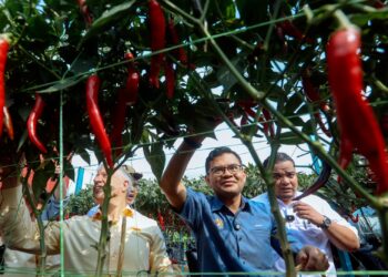AKMAL Nasrullah Mohd Nasir memetik cili semasa melawat ladang cili di bawah IPR-INTAN di Putrajaya. - UTUSAN/FAISOL MUSTAFA