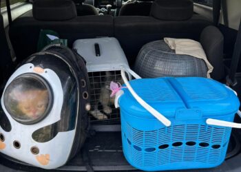 SHARIFAH Saadah Sh Sabdan sempat menyelamatkan 20 ekor kucingnya dalam kebakaran yang memusnahkan 1,000 rumah di Kampng Bahagia, Batu Sapi, Sandakan kelmarin.