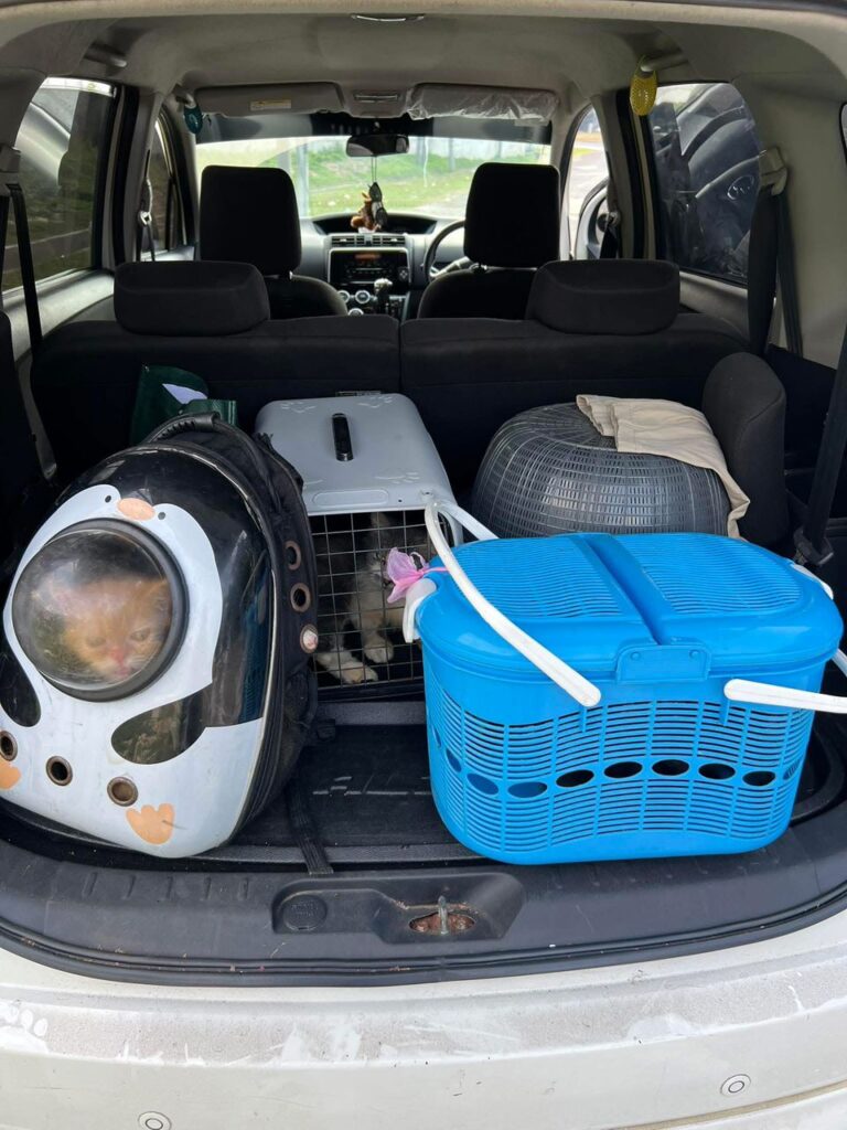 Rumah tempat membesar musnah, sempat selamatkan 10 kucing peliharaan