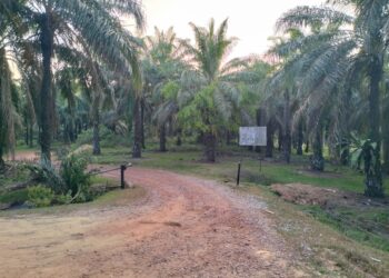 LOKASI kejadian mangsa dipercayai terkena tembakan semasa melakukan rondaan mencegah kecurian lembu di Kemahang 1, Tanah Merah, Kelantan.-UTUSAN/ROHANA ISMAIL.