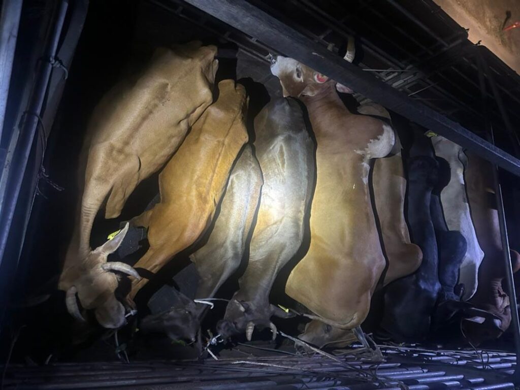 PGA rampas stok lembu korban RM39,000