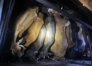 LEMBU seludup dari Thailand yang dirampas di Kampung Manan, Bunut Susu, Pasir Mas, Kelantan dipercayai untuk dijadikan sebagai stok korban untuk sambutan Hari Raya Aidiladha.-IHSAN PGA