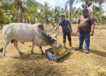 MUZAKKIR Mansor (kiri) bersama rakan kongsinya Che Mohd. Faizul Che Abdullah menunjukkan lembu yang dijual untuk ibadah korban Khir Bitara Farm di Kampung Pulau Raja, Sungai Pinang, Tumpat, Kelantan hari ini-UTUSAN/YATIMIN ABDULLAH.