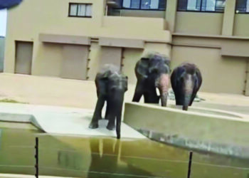 TANGKAP layar menunjukkan persekitaran semasa dan keadaan terkini Dara, Amoi dan Kelat di Zoo Tennoji, Osaka, Jepun.