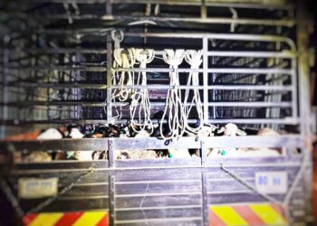 SEBUAH lori yang membawa biri-biri tanpa permit sah ditahan PGA semasa melalui SJR Neting, Pengkalan Kubor, Tumpat, Kelantan.