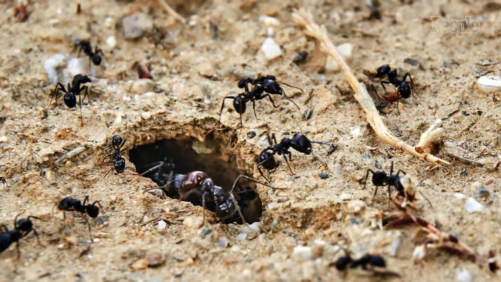 Bayi maut selepas dibiar makan semut, lipas