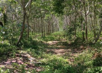 ANTARA lokasi diserbu pihak polis menerusi operasi dijalankan sekitar Kampung Kubang Tiga, Padang Besar, Perlis, semalam. -UTUSAN