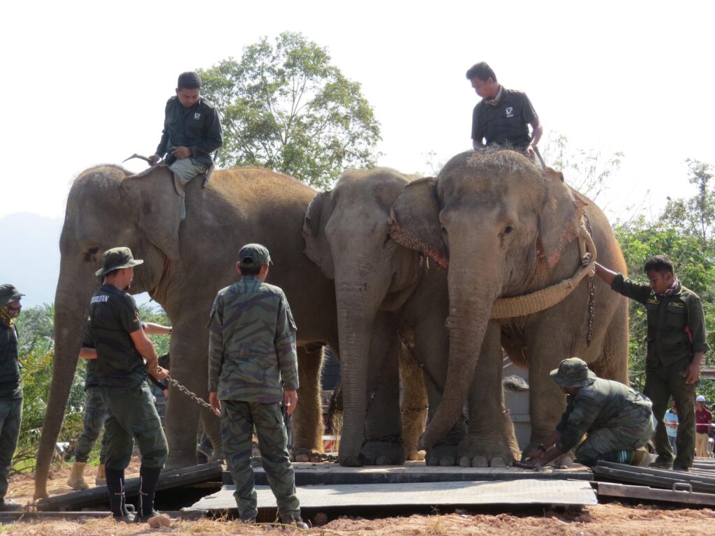 Cheri, Rambai ambil masa empat jam pujuk Hafiz 11 berpindah