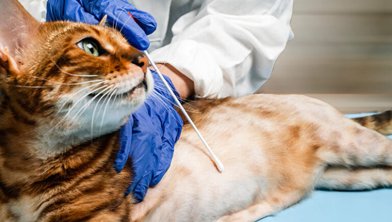 Botak Cat Api Kucing jilat badan hingga botak tanda jangkitan kutu
