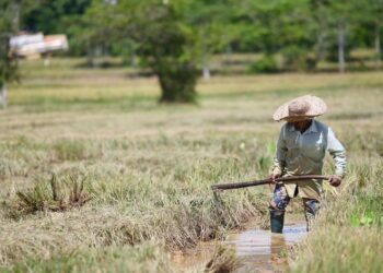 PESAWAH merupakan golongan yang berdepan pelbagai kepayahan meskipun mereka tulang belakang kepada industri padi dan beras negara. - UTUSAN/SHAHIR NOORDIN