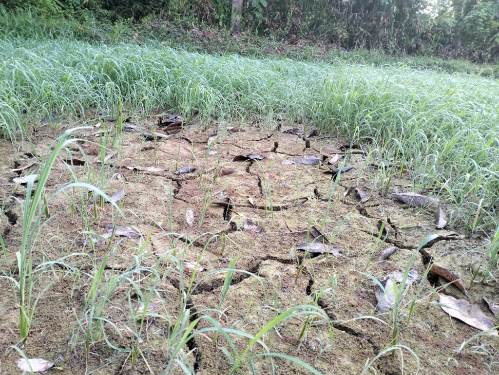 Kemarau: Hasil padi Kelantan rugi RM5.43 juta