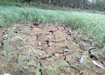 KEMARAU memberikan kesan kepada pengeluaran hasil padi di Kelantan-UTUSAN/ROHANA ISMAIL