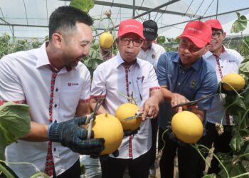 NOVAN Amirudin (kiri) melihat hasil buah Melon Manis Terengganu (MMT) di rumah hijau pada Pelancaran Kohort ke-2 iTEKAD CIMB Islamic Melon Manis Terengganu Graduate Agrepeneur Programme di Universiti Sultan Zainal Abidin (UniSZA) Kampus Besut, Besut, Terengganu. - UTUSAN/PUQTRA HAIRRY