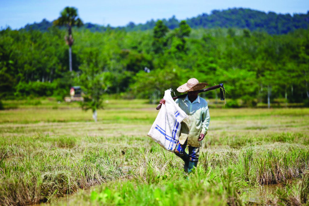 Tangguh tanam padi boleh ganggu jadual, risiko menuai musim banjir