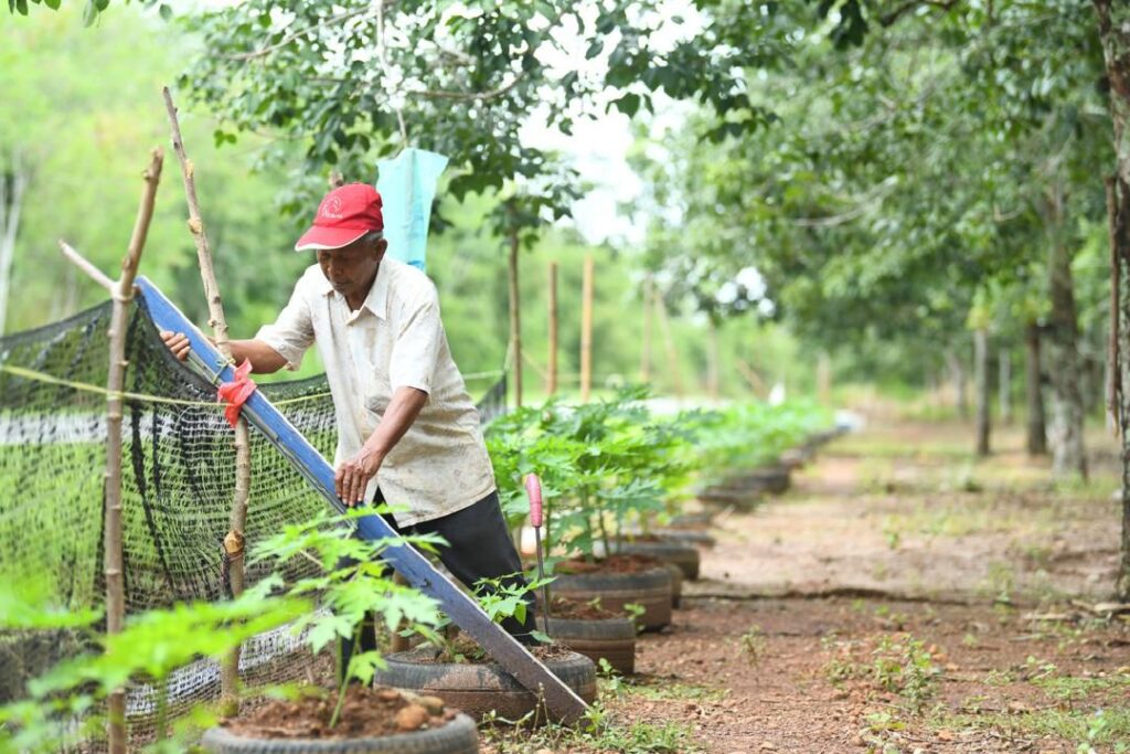 Pendapatan pertanian Perlis cecah RM828.57 j, padi tanaman tertinggi