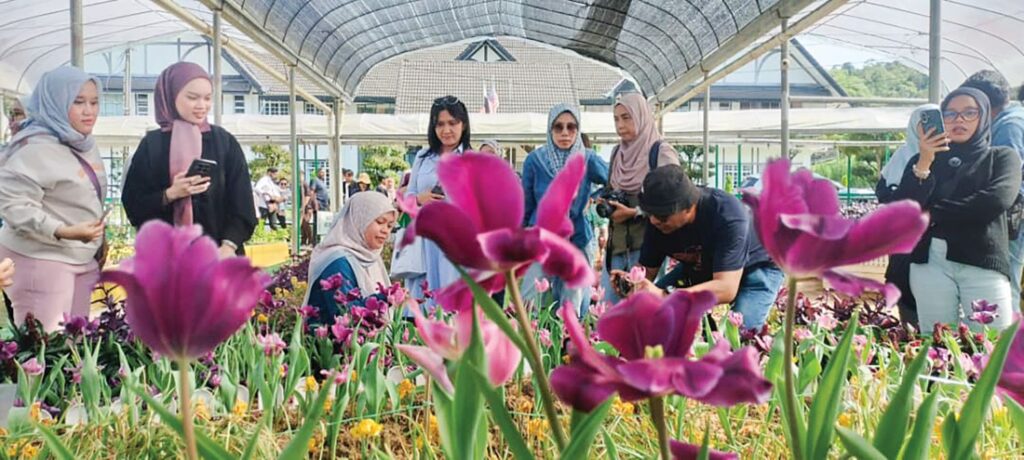 Musim tulip berkembang mekar, tarikan ke Cameron Highlands