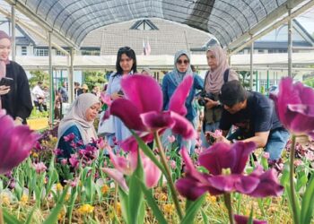 PENGUNJUNG mengambil gambar bunga tulip yang sedang mekar diusahakan MARDI di Taman Agroteknologi Cameron Highlands. – UTUSAN/WAT KAMAL ABAS