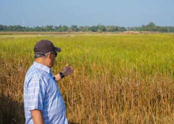 MOHAMAD Sabu meninjau keadaan tanaman padi ketika lawatan ke projek pembukaan semula kawasan sawah terbiar di Pahang Tua di Pekan, Pahang.