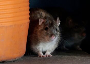 GAMBAR fail seekor tikus. - AFP