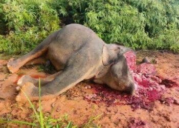 BANGKAI gajah ditemukan dengan bahagian muka dan mulut dipotong dalam bentuk huruf ‘L’ menggunakan objek tajam, manakala gadingnya dipercayai dipotong dan dibawa keluar.