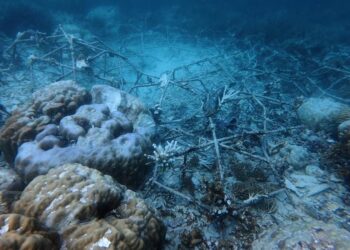 GAMBAR selepas insiden pengeboman ikan di kawasan perlindungan Pulau Selakan, Taman Marin Tun Sakaran (TMTS) - IHSAN TAMAN-TAMAN SABAH