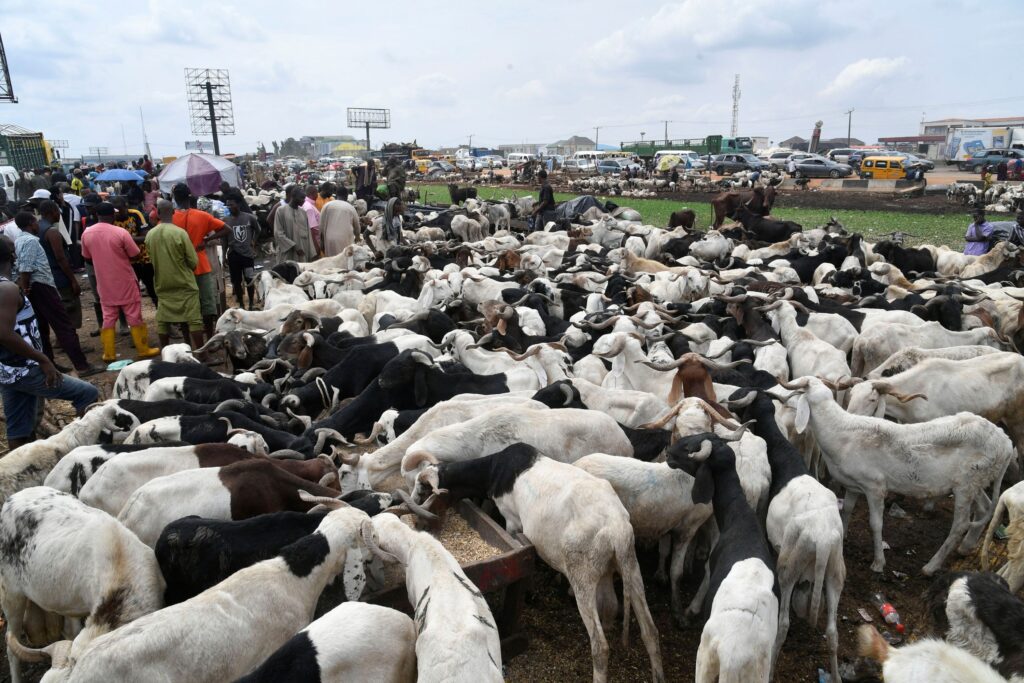 Harga kambing biri-biri untuk dikorbankan naik akibat kos minyak
