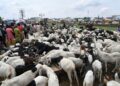 HARGA kambing biri-biri melonjak di pasar Kara sempena Aidiladha. - AFP
