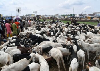 HARGA kambing biri-biri melonjak di pasar Kara sempena Aidiladha. - AFP