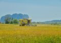 SEGELINTIR pesawah di Kampung Santan, Kangar, mengambil keputusan menuai padi lebih awal ekoran kekurangan bekalan air.
– UTUSAN/IZLIZAN OTHMAN
