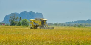 SEGELINTIR pesawah di Kampung Santan, Kangar, mengambil keputusan menuai padi lebih awal ekoran kekurangan bekalan air.
– UTUSAN/IZLIZAN OTHMAN