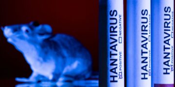 HANTAVIRUS biasanya disebarkan oleh tikus liar namun boleh berjangkit kepada manusia dalam kes luar biasa melibatkan kontak rapat.-AFP