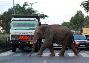 SEEKOR gajah mengamuk di Kerala. - AFP