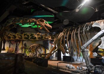 RANGKA Nagatitan chaiyaphumensis, dinosaur terbesar Thailand dipamerkan di Muzium Thainosaur Museum, Bangkok semalam. - AFP.