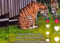 HIDUPAN liar yang dipaparkan dalam video berkenaan adalah harimau amur  dan bukan Harimau Malaya