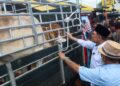 ANWAR Ibrahim (dua dari kanan) melihat lembu yang akan dikorbankan pada majlis agihan perdana lembu korban Madani Parlimen Permatang Pauh di Mengkuang Titi, Bukit Mertajam, Pulau Pinang hari ini. - UTUSAN/DANIAL SAAD