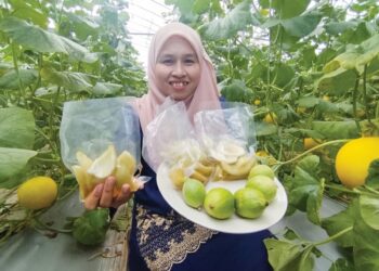 SITI Nur Asiah Ibrisham menunjukkan produk jeruk yang dihasilkan daripada putik buah Melon Manis Terengganu (MMT) di Kampung Alor Lintang, Besut, Terengganu. – UTUSAN/WAN ZURATIKAH IFFAH WAN ZULKIFLI