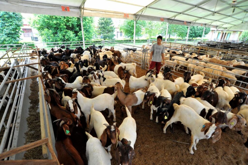 Hampir 1,000 kambing korban dijual dalam seminggu