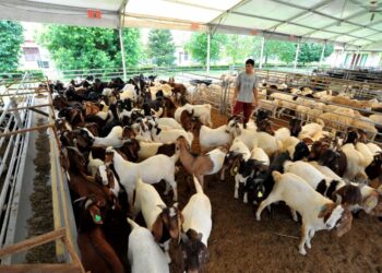 SEORANG pekerja mengawal kambing-kambing yang telah ditempah orang ramai untuk ibadah korban sempena Hari Raya Aidiladha di Osman Goat Farm, Kangkar Tebrau, Johor Bahru. – UTUSAN/RAJA JAAFAR ALI
