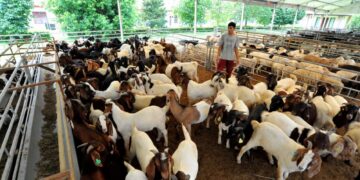 SEORANG pekerja mengawal kambing-kambing yang telah ditempah orang ramai untuk ibadah korban sempena Hari Raya Aidiladha di Osman Goat Farm, Kangkar Tebrau, Johor Bahru. – UTUSAN/RAJA JAAFAR ALI