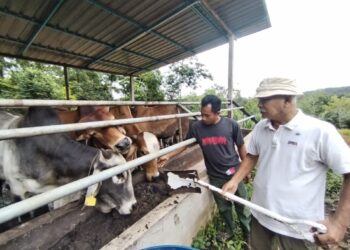 MOHAMAD Saad (kanan) memberi makan lembu korban dalam jagaannya di Kampung Seri Kenangan, Setiu, Terengganu. – UTUSAN/WAN ZURATIKAH IFFAH WAN ZULKIFLI